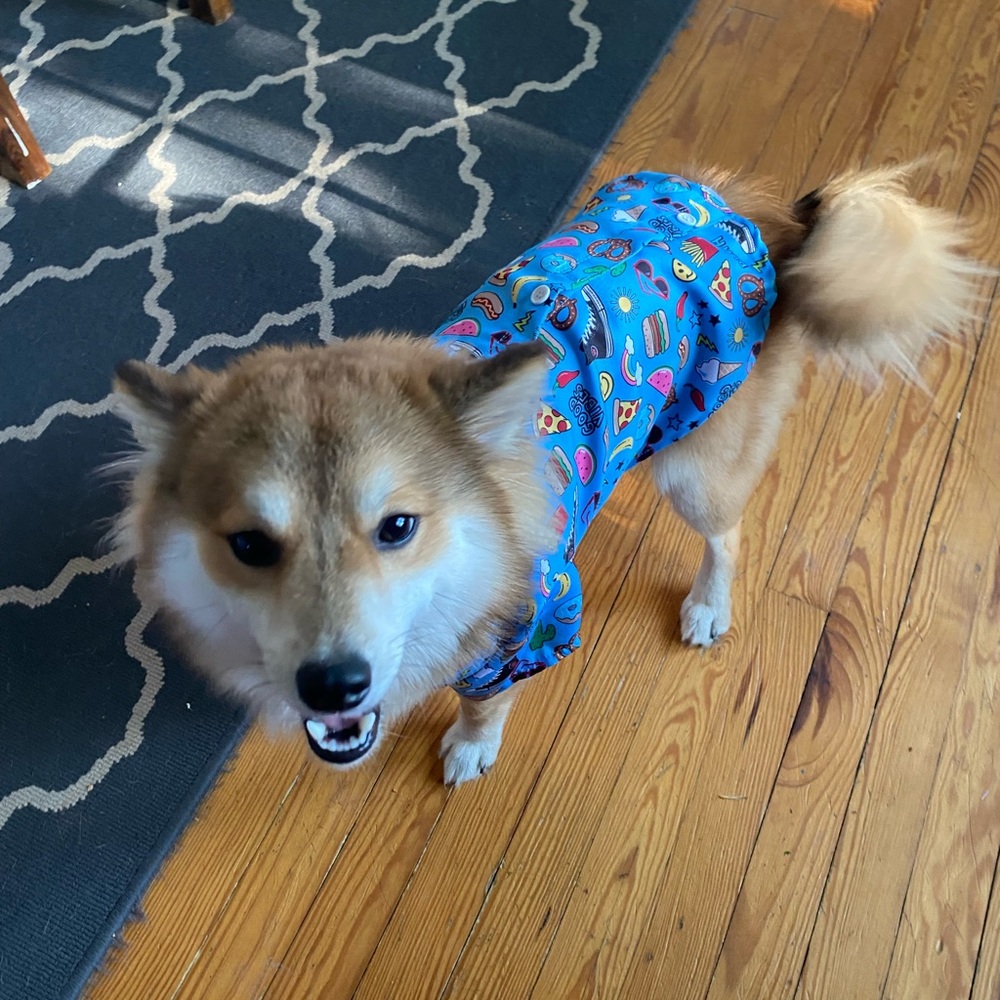 Small collared dog button down - Picture 6 of 6